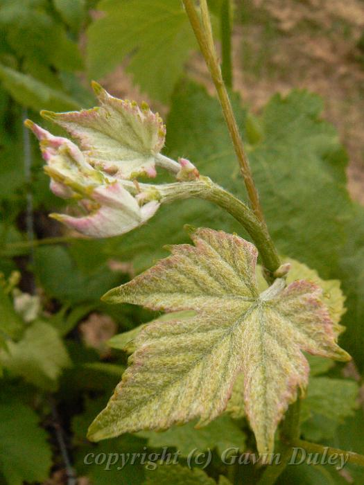 Vitis vinifera 'Shiraz', National Wine Centre, near Adelaide Botanic Gardens P1080854.JPG